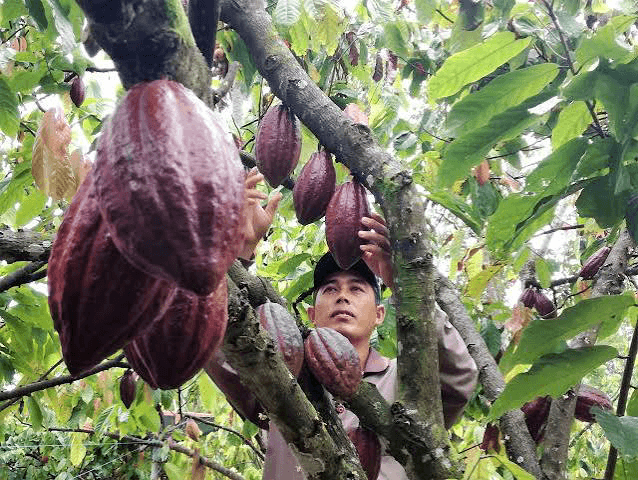 El Nino Tekan Produksi Kakao Afrika Barat, Harga Patokan Ekspor RI Naik 7,5 Persen di Oktober 2026
