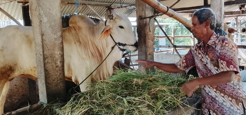 Apakah Hewan Kurban Harus Jantan? Begini Penjelasan Islam dan Ilmu Kesehatan