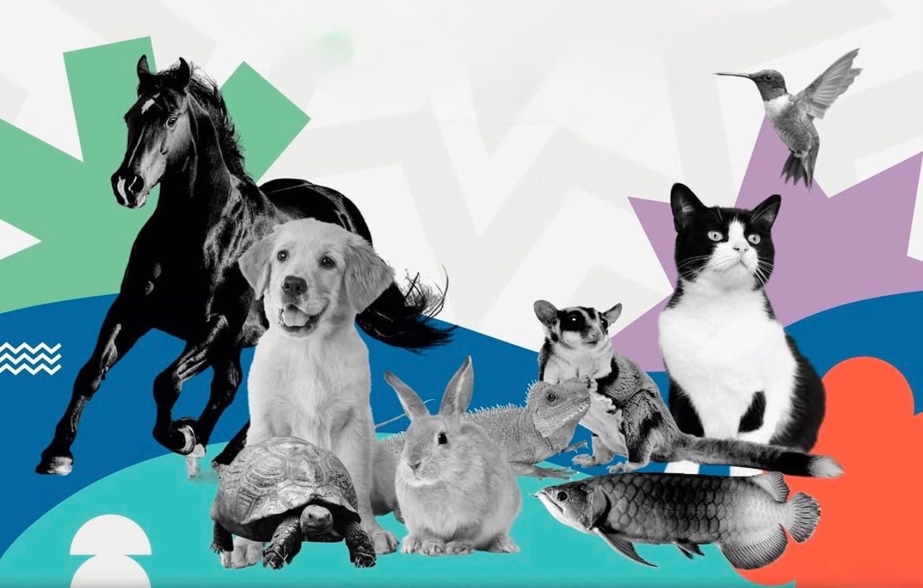 Jakarta International Pet Show 2026 Digelar di NICE PIK 2, Hadirkan Pengalaman Interaktif bagi Pecinta Hewan