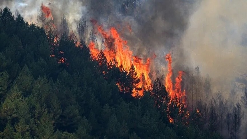 Kebakaran Hutan Hebat Landa Spanyol, Lebih dari 1.000 Warga Dievakuasi di Tengah Gelombang Panas Eropa