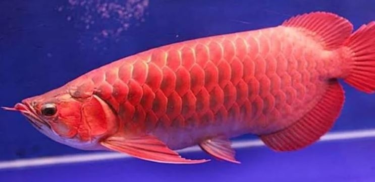 Kapan Ikan Arwana Mulai Dewasa