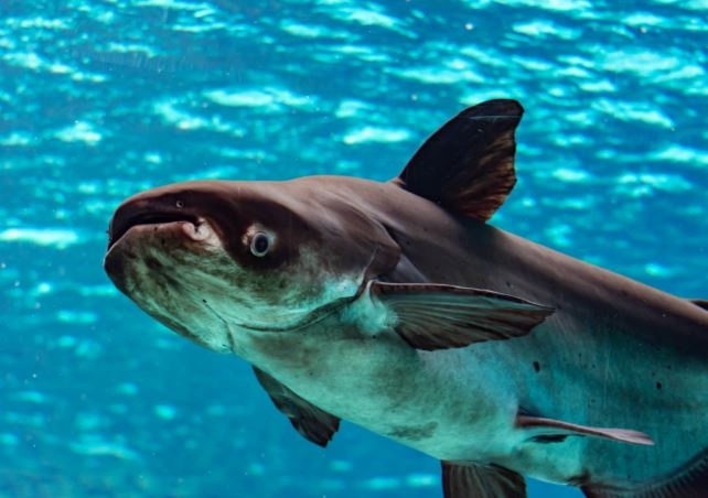 Apa Penyebab Ikan Patin Mati Mendadak?