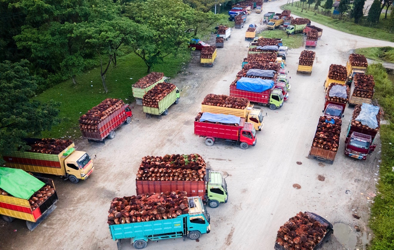 Hadapi Hambatan Perdagangan Global, Indonesia Harus Perkuat Aliansi Negara Produsen Sawit 