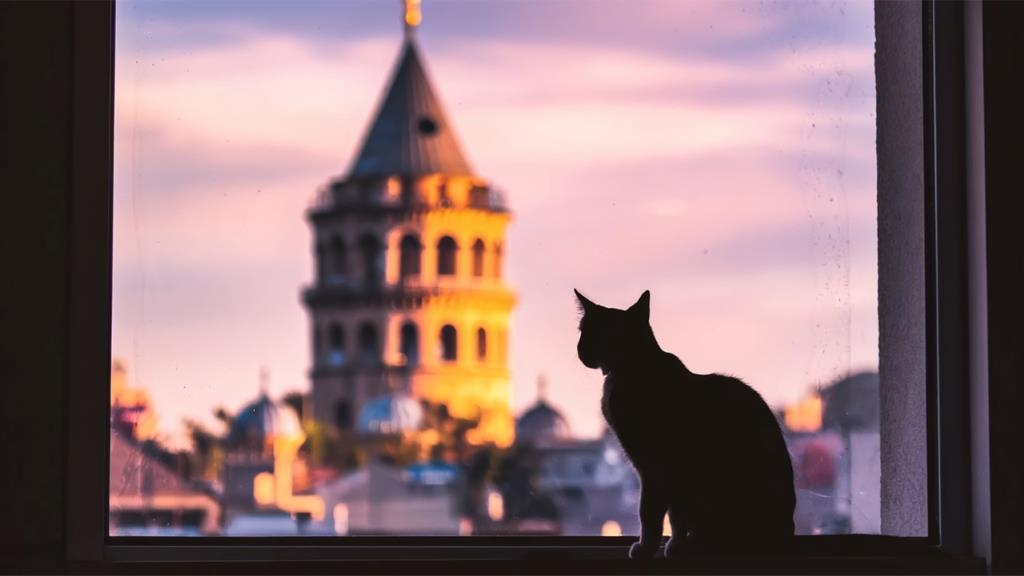 Kucing Jalanan Kini Jadi Duta Pariwisata Istanbul yang Mendunia