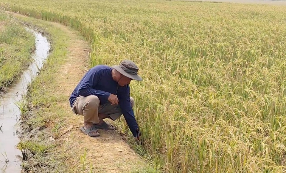 Petani Cirebon Rasakan Langsung Manfaat Program Prabowo, Pompanisasi Jaga Sawah Tetap Produktif di Musim Kemarau