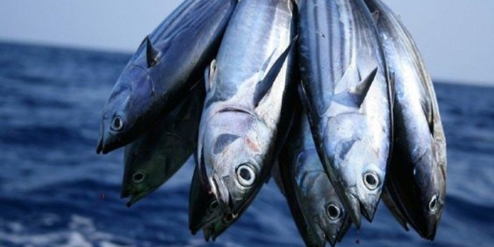 Harus Tahu! Ini Dia 10 Ikan Yang Mengandung Merkuri Tinggi, Berisiko Kerusakan Otak