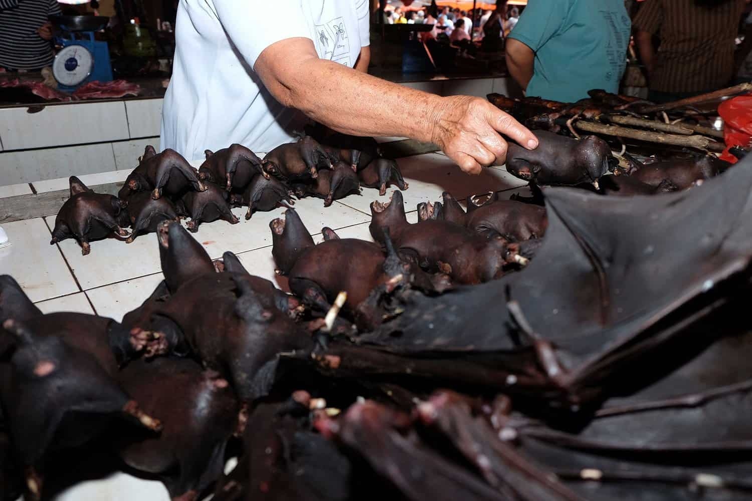 Pasar Tomohon Tak Lagi Jual Daging Anjing Dan Kucing, Ini Penjelasannya