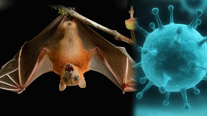 Apa Itu Virus Nipah Yang Melanda Kerala, India? Sekolah Dan Kantor Diisolasi