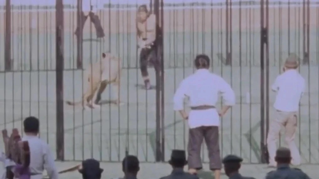 Duel Manusia Dan Singa Pernah Terjadi Di Indonesia, Stadion GBK Jadi Saksinya