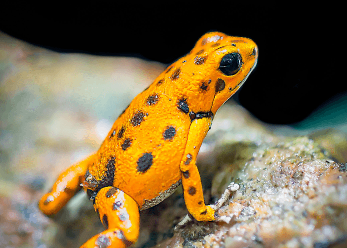 Mengenal Phyllobates Terrubilis, Katak Yang Mematikan