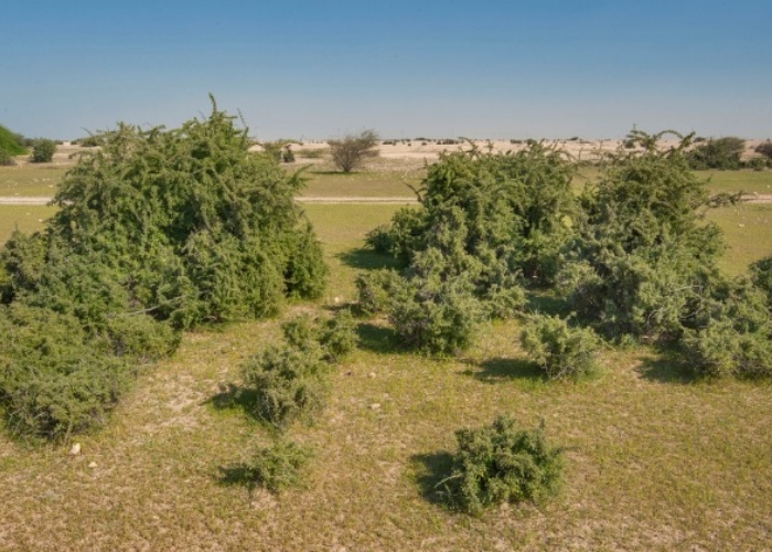 Mengenal Pohon Gharqad Tempat Sembunyi Kaum Yahudi Di Akhir Zaman