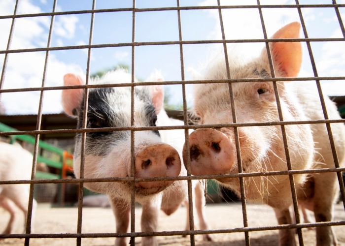 Publik Figur Ramai-ramai Makan Babi, Berikut Alasan Babi Haram Dalam Islam