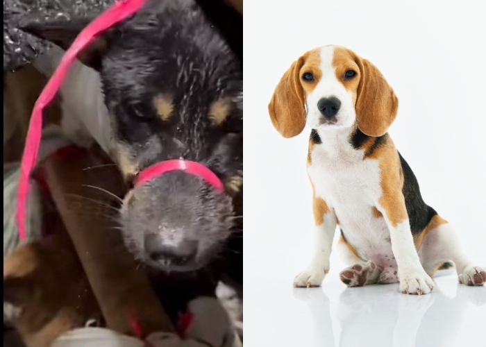 226 Ekor Anjing Bakal Dijagal, Ini 6 Bahaya Konsumsi Daging Anjing untuk Kesehatan