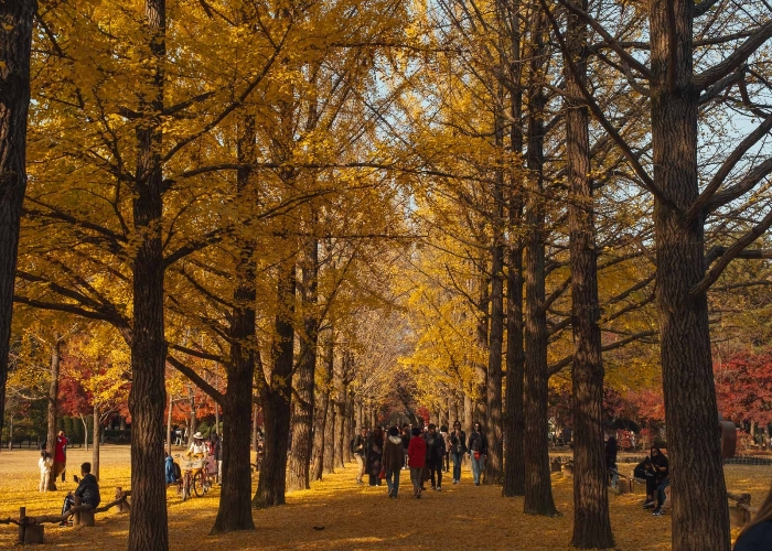 Mengenal Nami Island, Pulau Cantik Bak Negeri Dongeng
