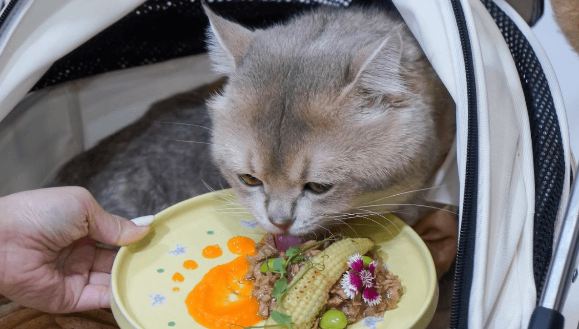 Tips Penyajian Makanan yang Menarik dalam Mendukung Kesehatan Kucing 