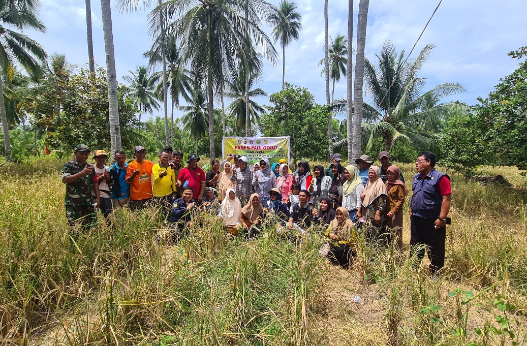 Antisipasi Krisis Pangan, Kementan Panen Padi Gogo di Pohuwato Gorontalo