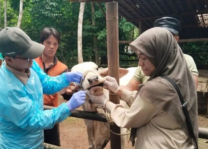 Pasar Hewan Diimbau Tutup 14 Hari jika Ditemukan Kasus PMK