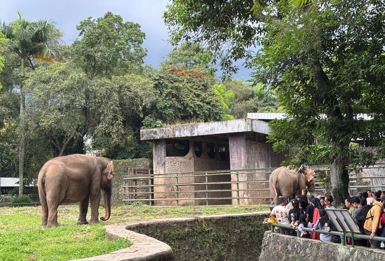 Pengunjung Taman Margasatwa Ragunan Capai 100 Ribu Orang pada H+2 Lebaran