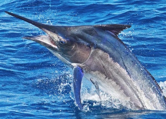 Inilah 7 Ikan Tercepat di Dunia yang Berenang Secepat Kilat di Laut