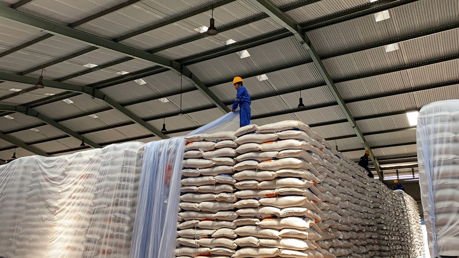 Kemenko Pangan: Swasembada Beras Bisa Tercapai Tahun Ini