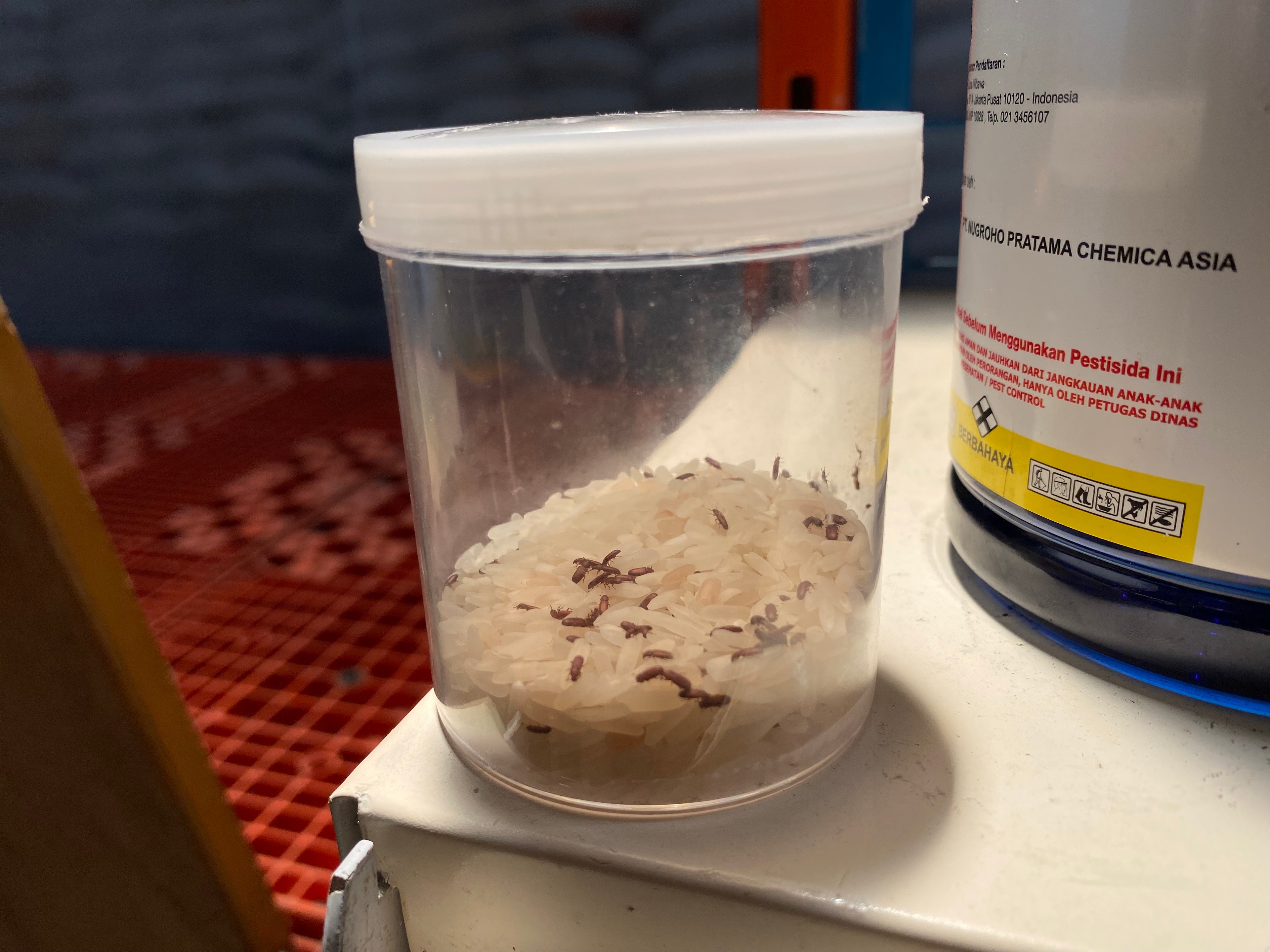 Bos Bulog Ungkap Kutu Tepung dan Kumbang Padi Jadi Musuh Utama