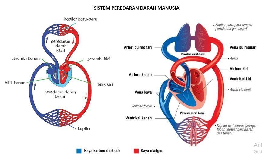 Sistem Peredaran Darah: Jalan Raya Kehidupan dalam Tubuh