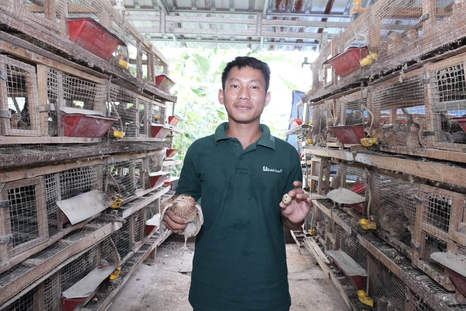 Lewat Program Desa Impian, Puyuh Jadi Jalan Keluar Penambang Ilegal