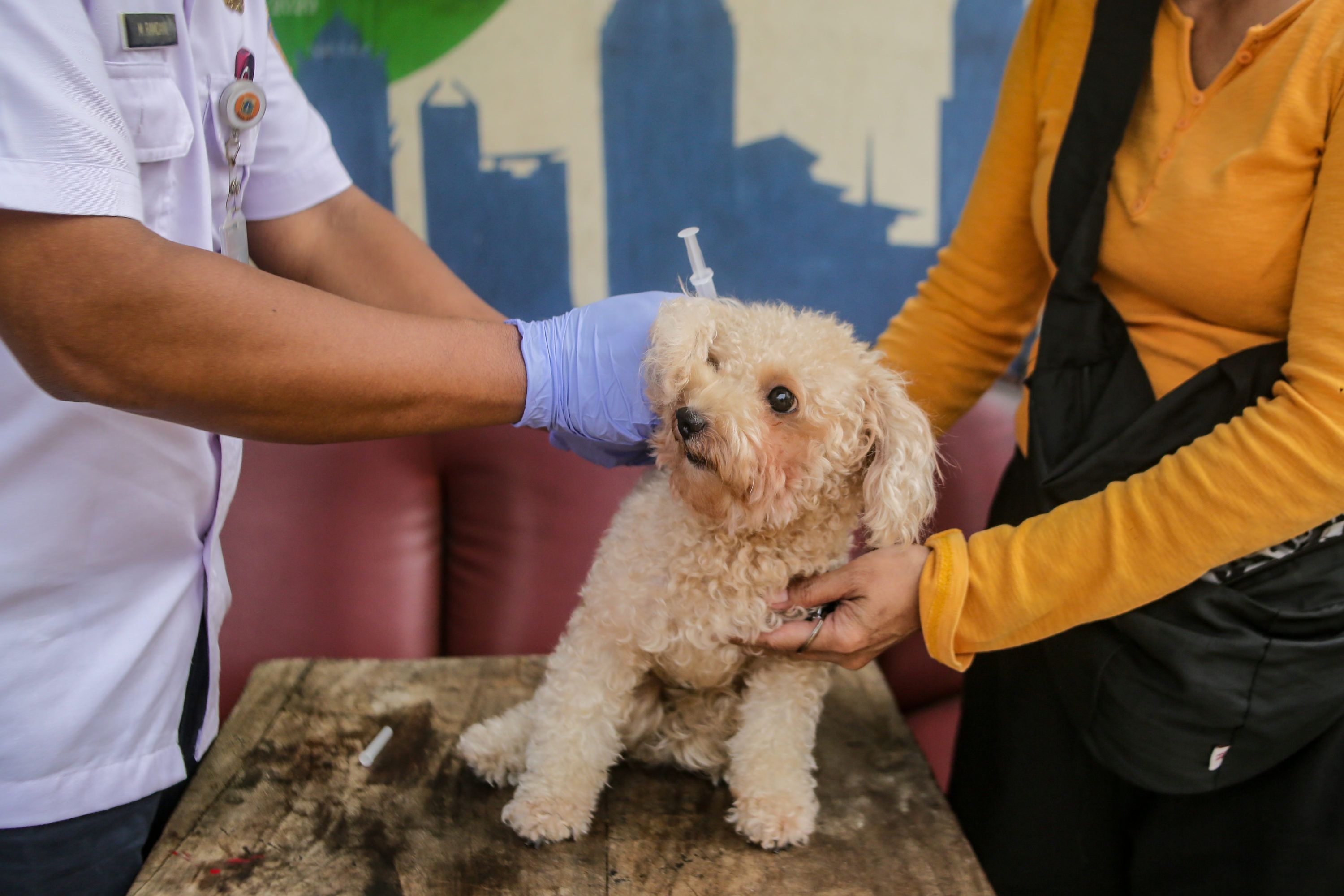 Cara Menghilangkan Bau pada Anjing Setelah Mandi