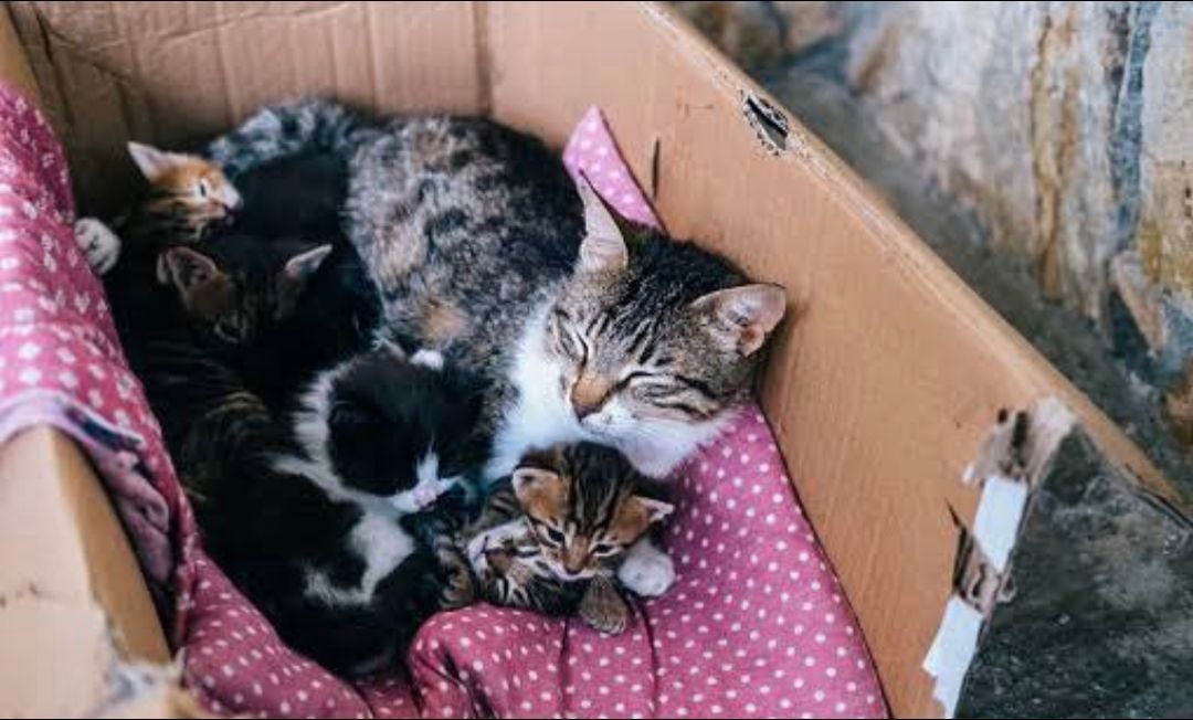 Kucing Sering Tidur di Kardus? Ini Alasannya