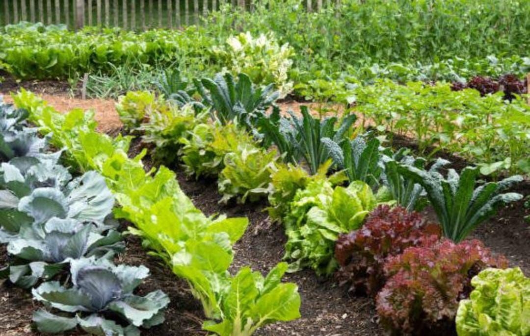 Lahan Sempit Bukan Halangan! Begini Cara Membuat Kebun Sayur di Rumah