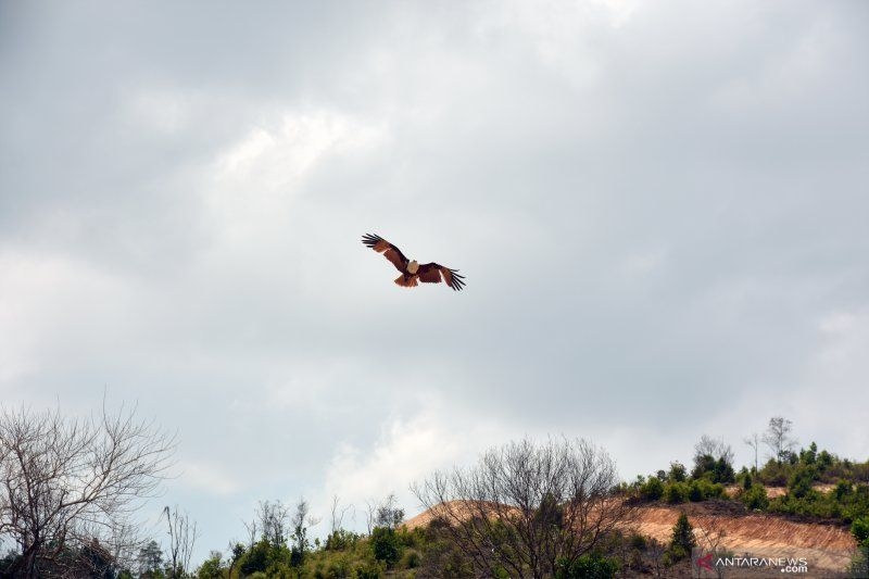 Tak Hanya Cheetah! Inilah Daftar Hewan Tercepat di Darat, Udara, dan Laut