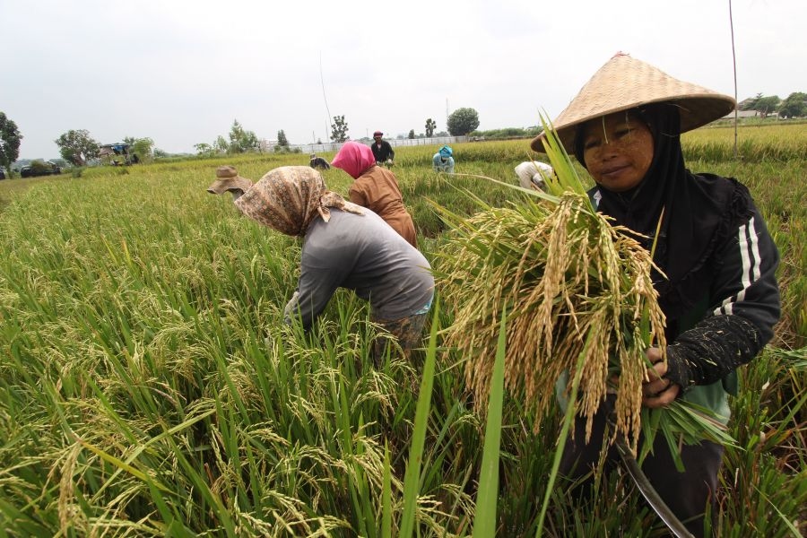 Ratusan Petani, Mulai Jalankan Program 'Menanam Padi 3 Kali Setahun'