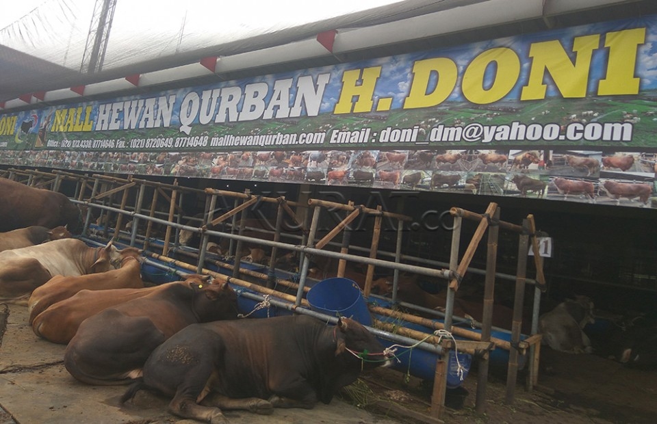Di Depok, Sapi Bali Jadi Primadona