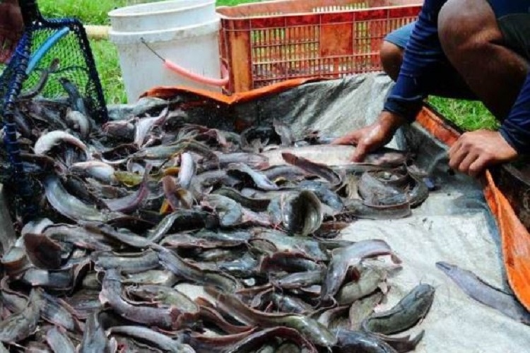 Kapan Waktu Panen Ikan Lele