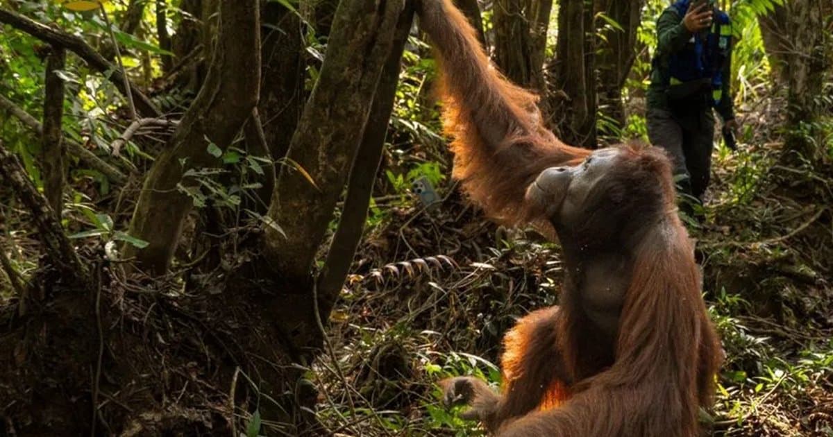 Pemerintah dan Masyarakat Selamatkan 232 Satwa Liar dari Ancaman Karhutla, Ada Bekantan hingga Orang Utan