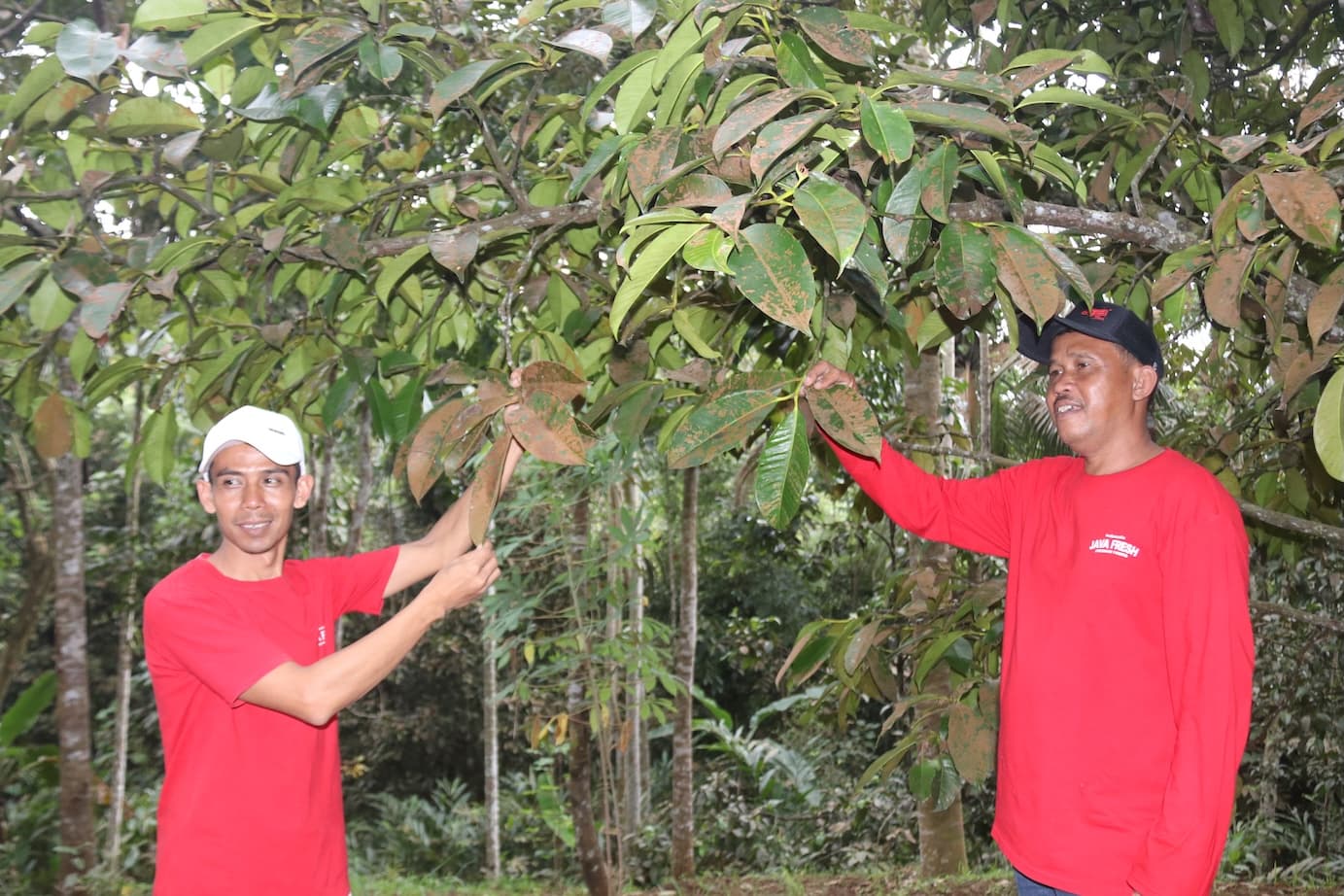 Kisah Java Fresh: Cara Petani Kecil Tembus Ekspor Buah Indonesia ke 25 Negara