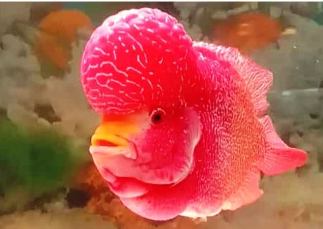 Bagaimana Cara Memijahkan Ikan Louhan? Panduan Lengkap untuk Pemula