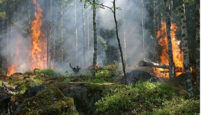 Apa Itu Karhutla? Pengertian, Penyebab, Dampak, dan Cara Mencegahnya