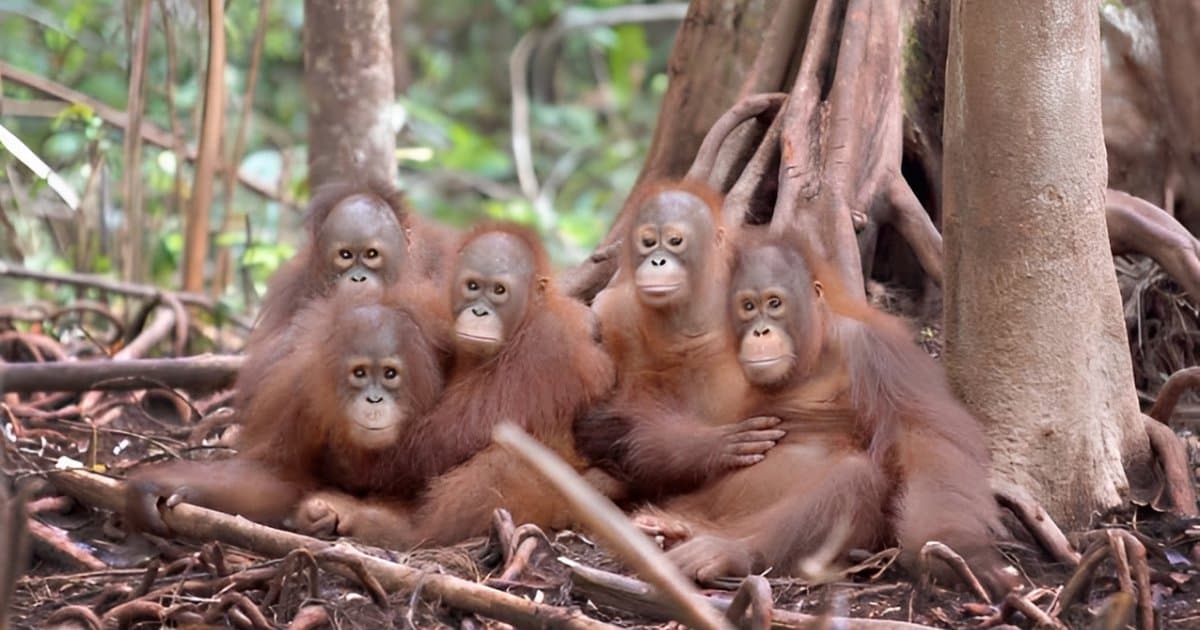 Dana AS Senilai USD20 Juta untuk Konservasi Orangutan Tak Jadi Cair, Kok Bisa?