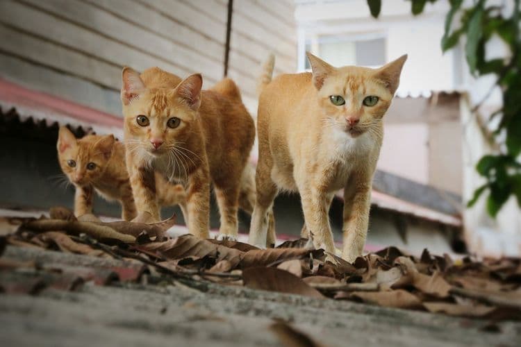 Kenapa Kucing Sering Mengeong di Malam Hari? Ini Penjelasan Lengkap yang Perlu Kamu Tahu