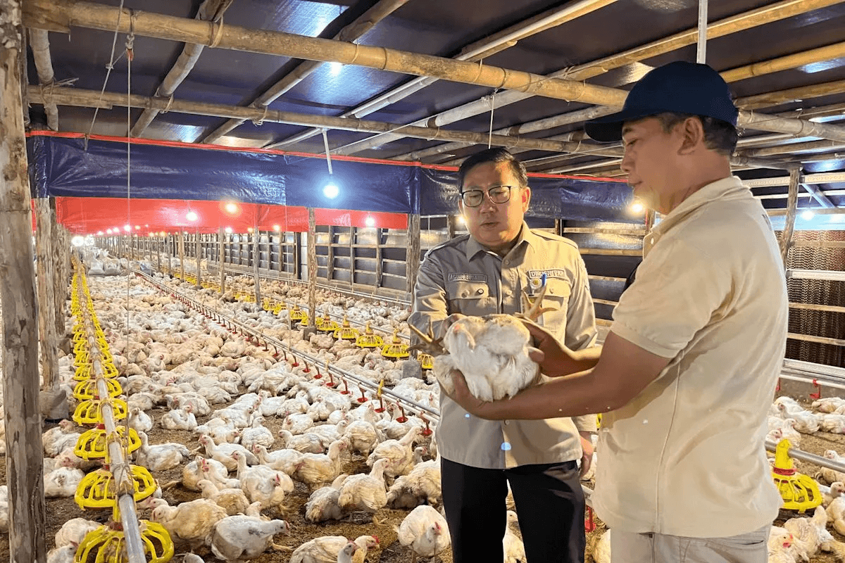 Harga Ayam Hidup Mulai Naik, Kementan Tegaskan Intervensi Distribusi dan Produksi Berhasil
