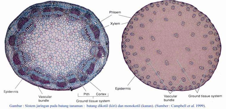 Mengenal Perbedaan Xilem dan Floem pada Tumbuhan