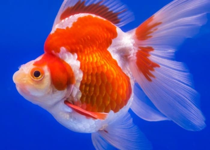 Penyebab Ikan Koki Berenang Terbalik 