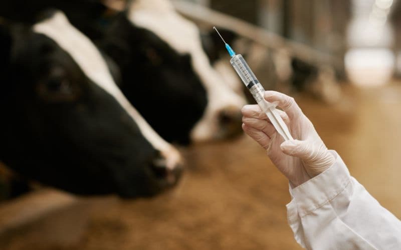 Produksi Vaksin Naik Pesat, Pusvetma Diklaim Turunkan Kasus PMK 2025