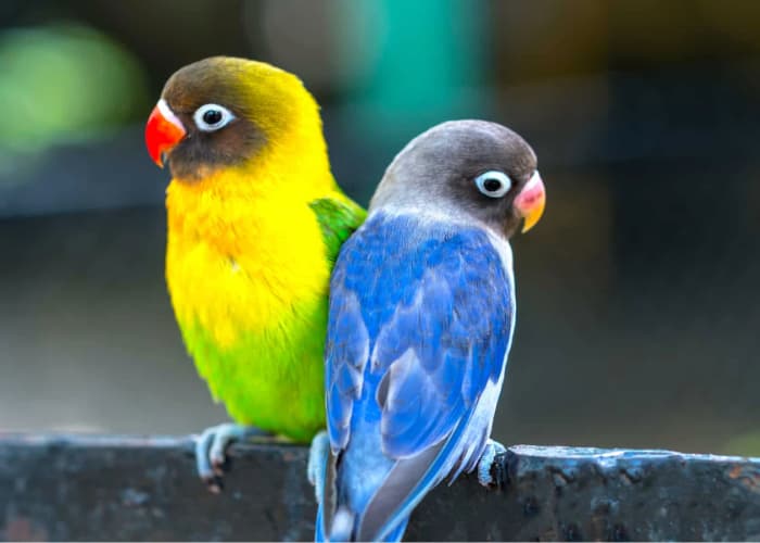 Begini Proses Lovebird Memilih Pasangan Sebelum Berkembang Biak 