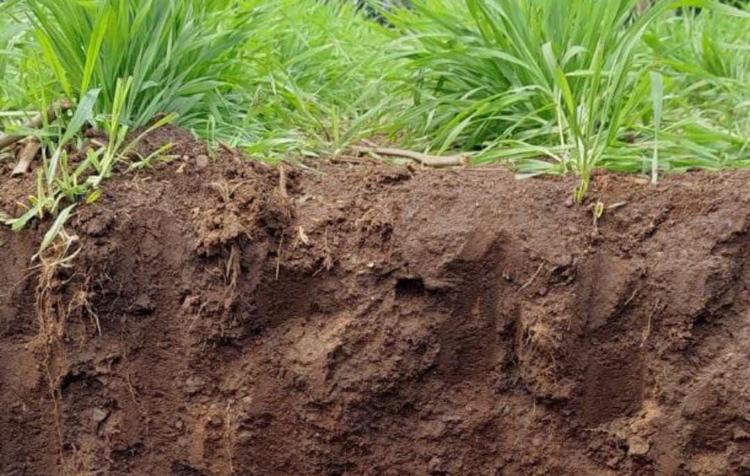 Apa Itu Petrichor? Ini Penyebab Bau Tanah Setelah Hujan