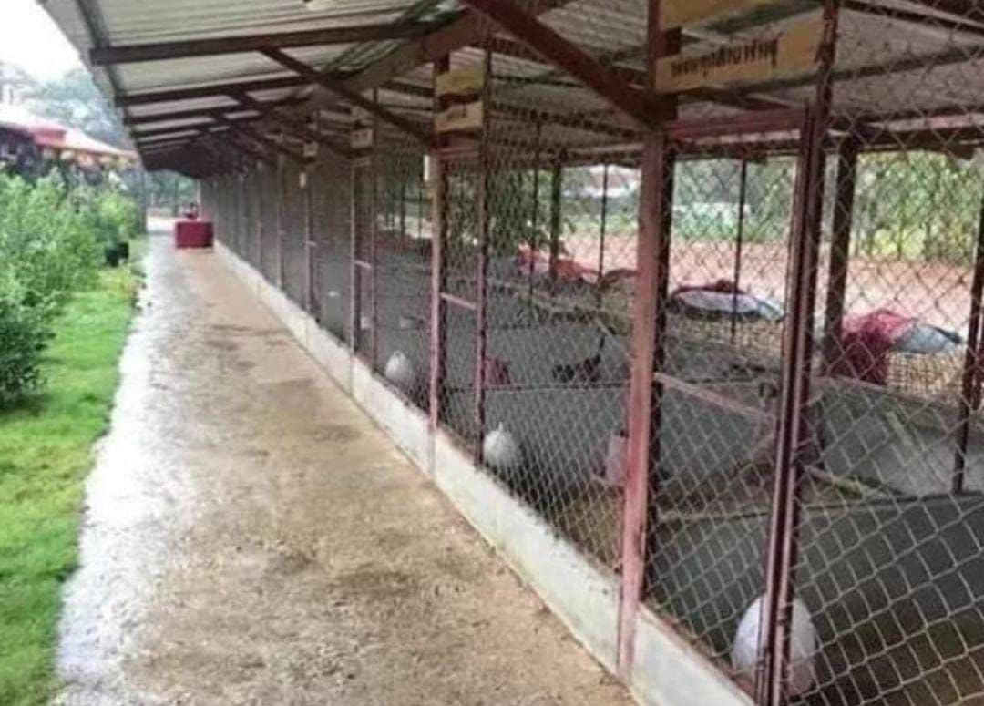 Cara Membuat Kandang Ayam yang Murah, Praktis, dan Nyaman untuk Ternak Rakyat