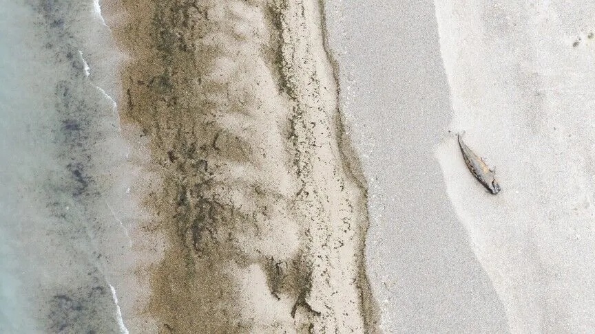 Tragis! 12 Paus Pembunuh Kerdil Mati Terdampar di Pantai Selandia Baru