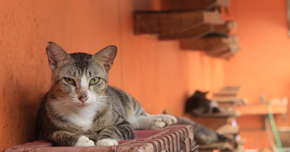 Cara Membersihkan Jamur pada Kucing yang Aman dan Efektif