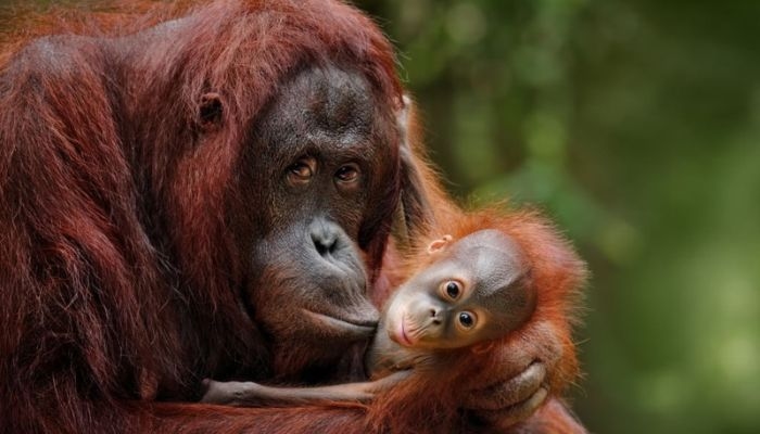 Berapa Harga Adopsi Orang Utan? Ini Biaya dan Cara Daftar secara Online
